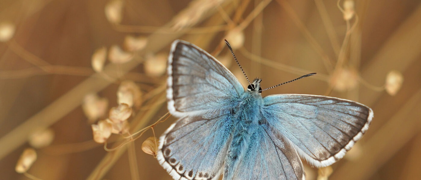 A soft watercolor painting in warm golden and pale blue tones, showing light filtering gently across autumn leaves — symbolizing quiet gratitude and simple appreciation.